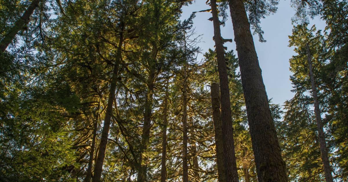 Warum Säulenbäume eine platzsparende Alternative für kleine Gärten sind
