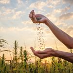Gewinner des Cannabis Cup: Wir feiern die Champions der Cannabis-Welt